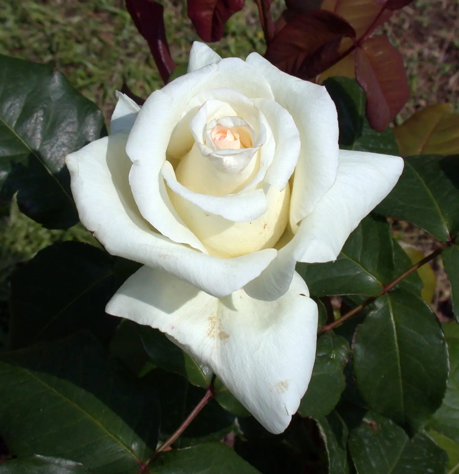 obelisk of montecitorio - 6